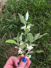 Elaeagnus umbellata
