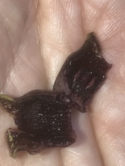 Hexastylis virginica