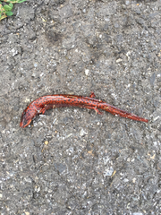 Pseudotriton ruber ruber