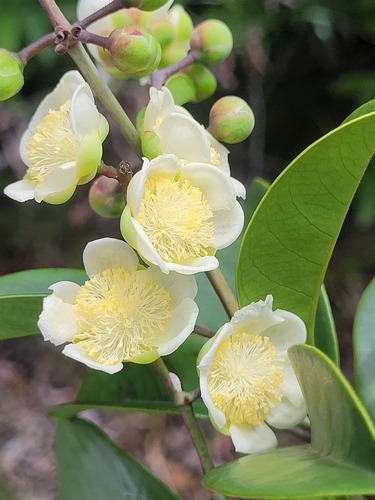 Tetracera asperula