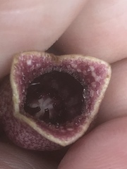 Hexastylis virginica