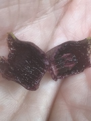 Hexastylis virginica