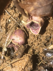 Hexastylis virginica