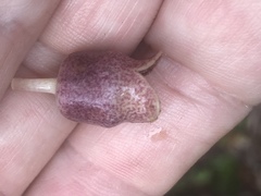 Hexastylis virginica