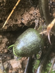 Hexastylis virginica