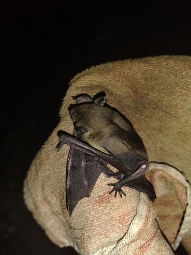 Greater Asiatic Yellow Bat