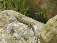 Podarcis filfolensis maltensis