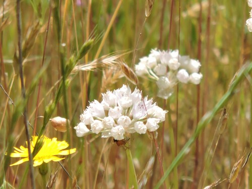 Image of Allium amplectens by (c) Alex, some rights reserved (CC BY)