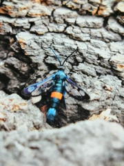 Synanthedon myopaeformis