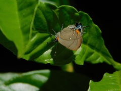 Electrostrymon angelia