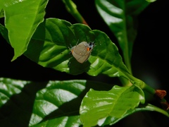 Electrostrymon angelia
