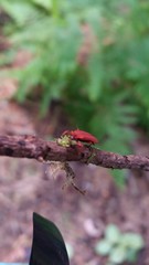 Dictyoptera simplicipes