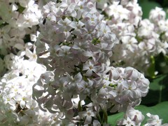 Syringa