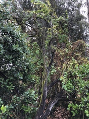 Ceanothus verrucosus