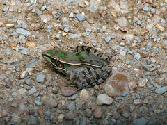 Lithobates sphenocephalus utricularius