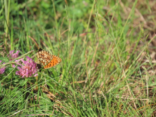 Photo of Twin-spot Fritillary (Brenthis hecate)