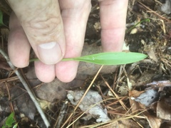 Cleistesiopsis bifaria