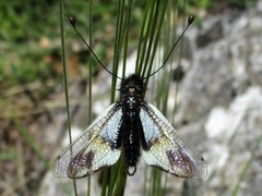 Libelloides lacteus