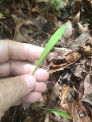 Cleistesiopsis bifaria