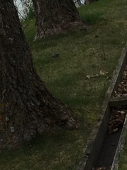 Dumetella carolinensis