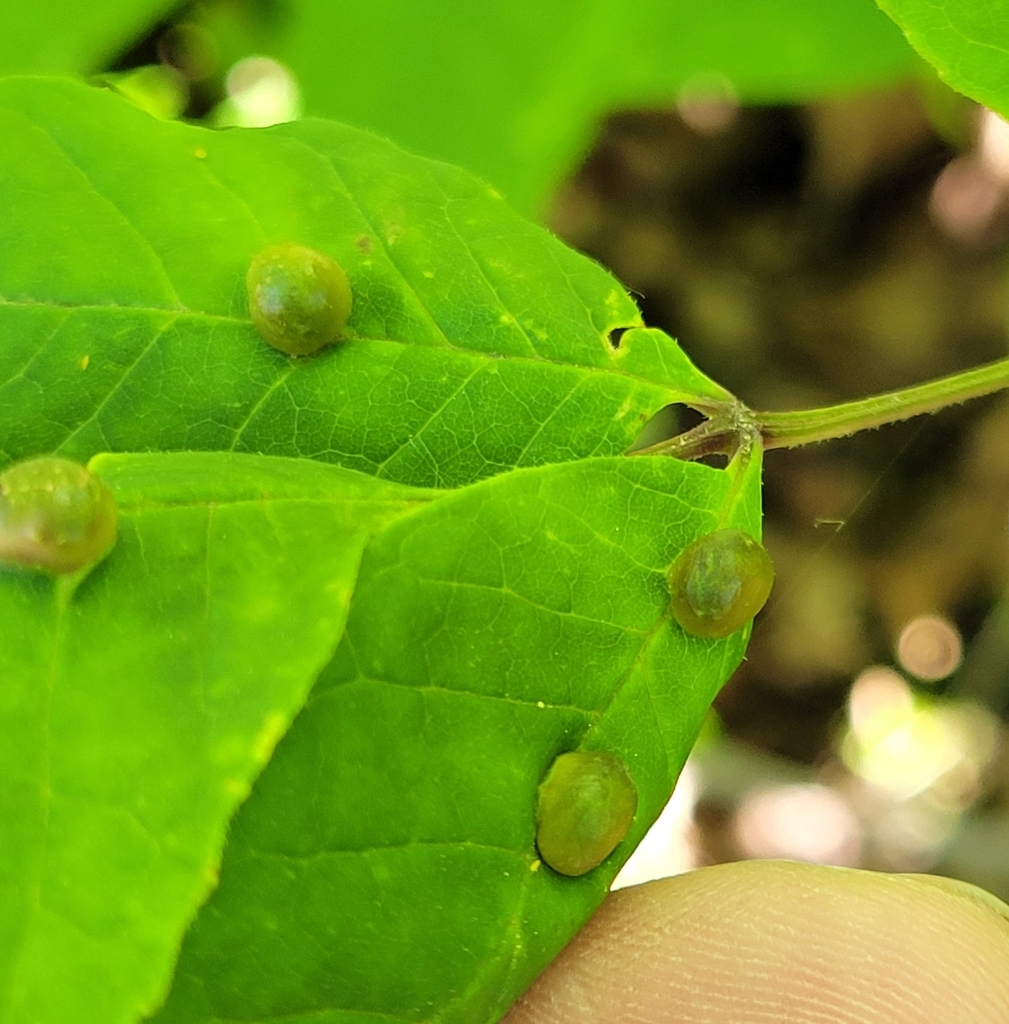 ash bullet gall midge from Coolspring Township, IN, USA on May 25, 2024 ...