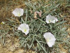 Convolvulus lineatus