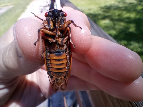 Neotredecim Periodical Cicada
