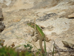 Podarcis filfolensis maltensis