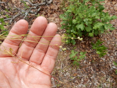 Nuttallanthus canadensis
