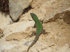 Podarcis filfolensis maltensis