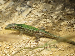 Podarcis filfolensis maltensis
