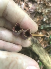 Hexastylis virginica