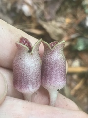 Hexastylis virginica