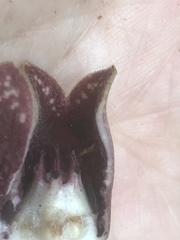 Hexastylis virginica