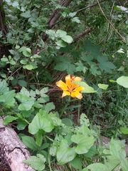 Lilium bulbiferum