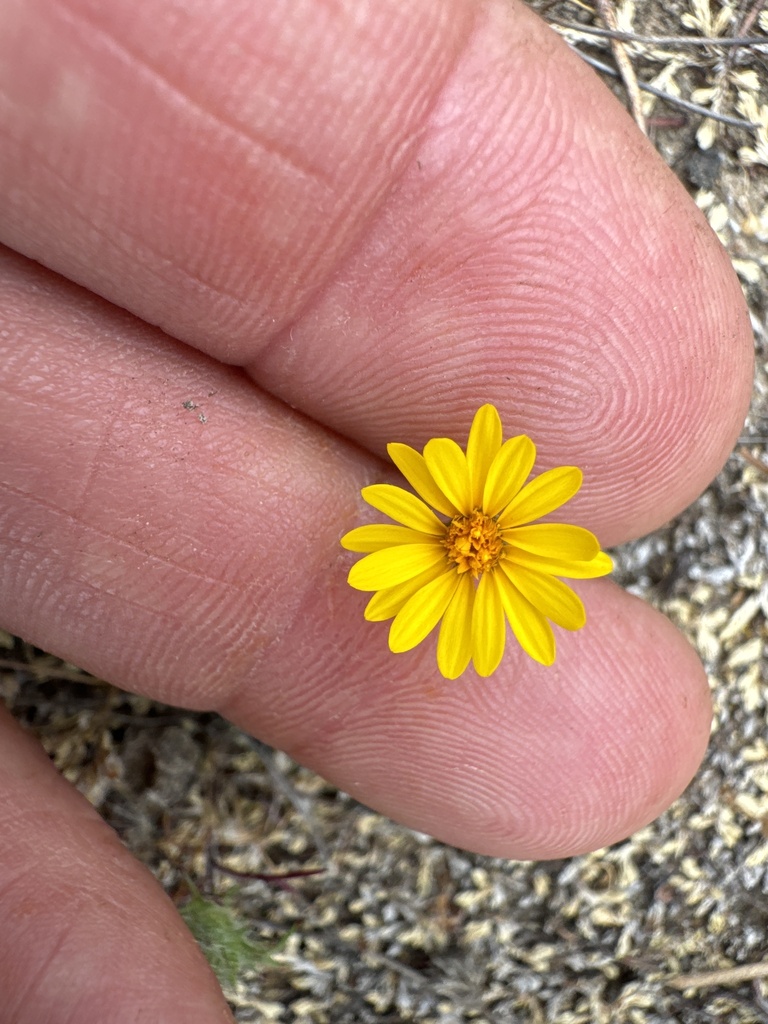 golden-rayed pentachaeta in May 2024 by jrebman · iNaturalist