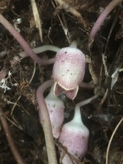 Hexastylis virginica