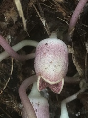 Hexastylis virginica