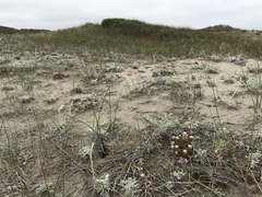 Castilleja exserta latifolia