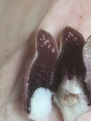 Hexastylis virginica