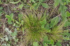 Festuca ovina