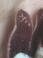 Hexastylis virginica