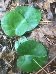 Hexastylis virginica