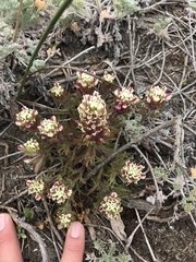 Castilleja exserta latifolia