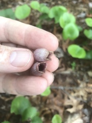 Hexastylis virginica
