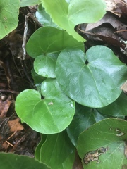 Hexastylis virginica