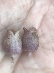 Hexastylis virginica