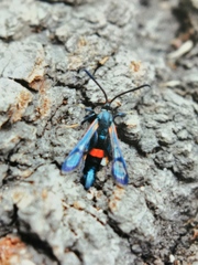 Synanthedon culiciformis