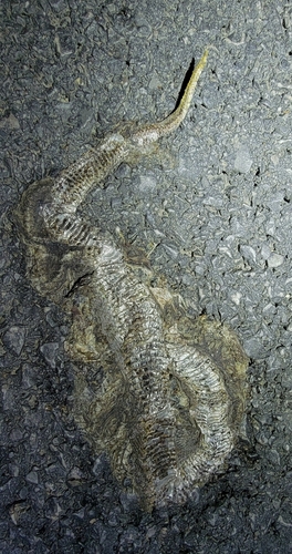 Short-tailed Mamushi