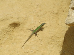 Podarcis filfolensis maltensis